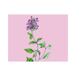 Braunelle Gewöhnliche, Prunella vulgaris – Heimische Wildpflanze | Gärtnerei Hüskes 2