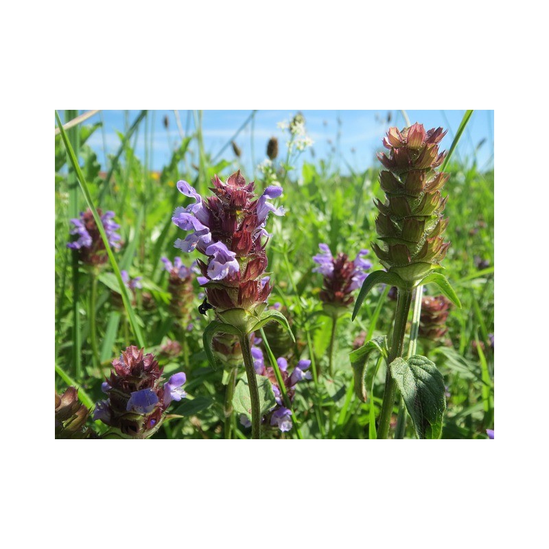Braunelle Gewöhnliche, Prunella vulgaris – Heimische Wildpflanze | Gärtnerei Hüskes