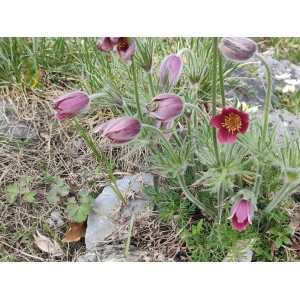 Gewöhnliche Küchenschelle (Pulsatilla vulgaris) – Wildstaude (Produktfoto) 2