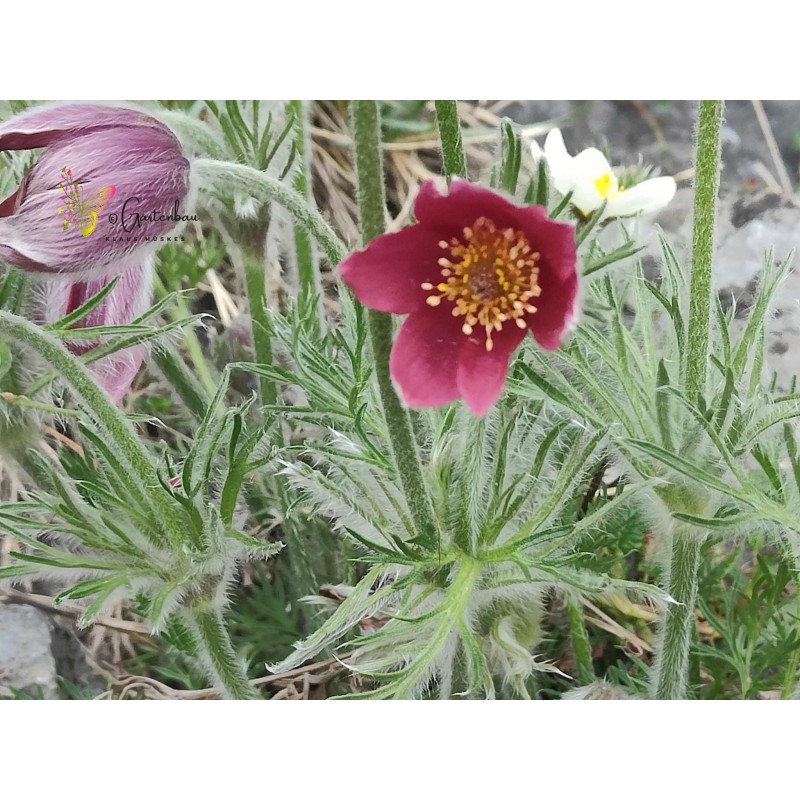 Gewöhnliche Küchenschelle (Pulsatilla vulgaris) – Wildstaude (Produktfoto)