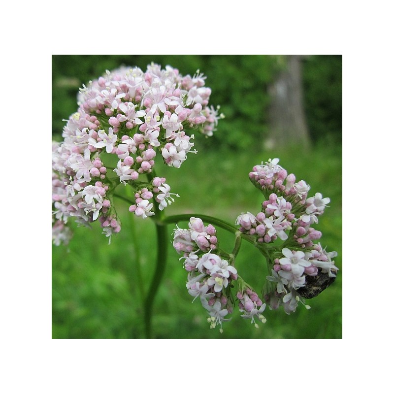 Echter Baldrian, Valeriana officinalis – Heimische Wildpflanze | Gärtnerei Hüskes