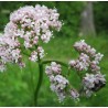 Echter Baldrian, (Valeriana officinalis) – Kräuter-/Gemüsepflanze (Produktfoto)