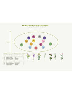 Wildstauden Starter-Paket: Ihr blühendes Wildbienen-Buffet 2