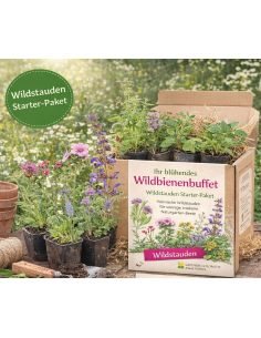 Wildstauden Starter-Paket: Ihr blühendes Wildbienen-Buffet
