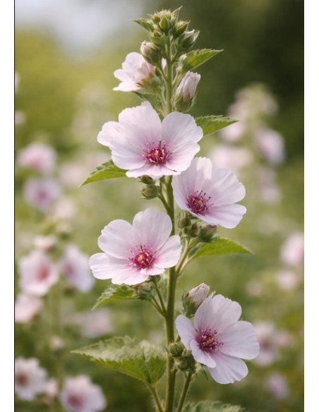 Echter Eibisch (Althaea officinalis): Samtige Naturapotheke Produktbild