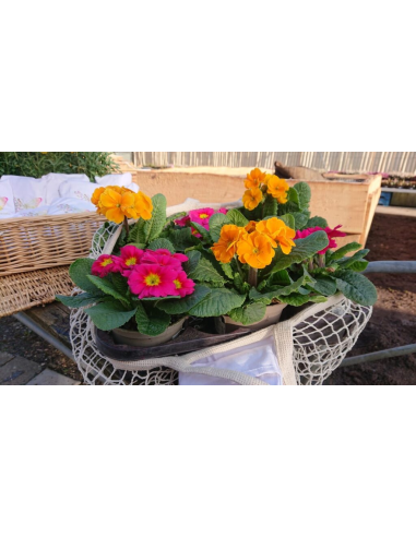 Baumwollnetz Mehrweg Tasche – nachhaltig & vielseitig