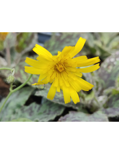 Geflecktes Habichtskraut (Hieracium maculatum): Blattschmuck-Wildstaude Produktfoto