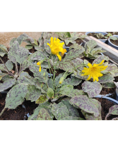 Geflecktes Habichtskraut (Hieracium maculatum): Blattschmuck-Wildstaude - Heimische Wildstaude Gärtnerei Hüskes