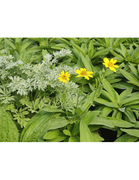 Amerikanische Arnika ssp. foliosa (Arnica chamissonis) – Pflanze (Produktfoto)