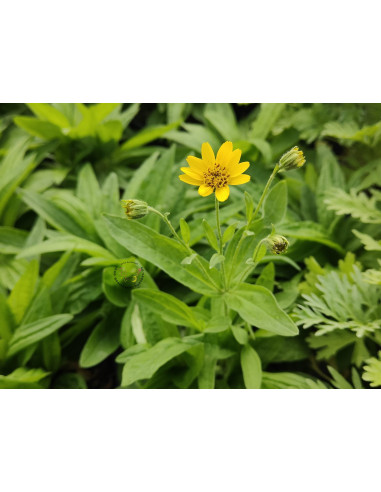 Wiesen Arnika Arnica chamissonis ssp. foliosa Robuste Heilpflanze – Heimische Wildpflanze | Gärtnerei Hüskes