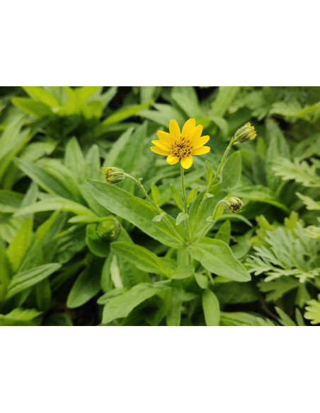 Wiesen Arnika Arnica chamissonis ssp. foliosa Robuste Heilpflanze – Heimische Wildpflanze | Gärtnerei Hüskes