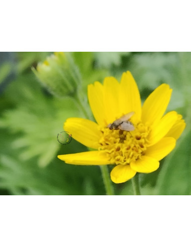 Wiesen Arnika Arnica chamissonis ssp. foliosa Robuste Heilpflanze – Heimische Wildpflanze | Gärtnerei Hüskes