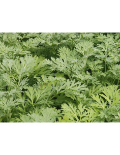 Artemisia absinthium Echter Wermut Produktfoto