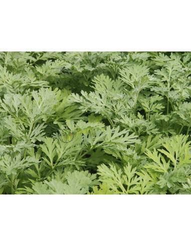 Artemisia absinthium Echter Wermut Produktfoto