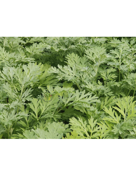 Artemisia absinthium Echter Wermut Produktfoto
