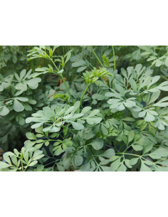 Ruta graveolens Weinraute – Heimische Wildpflanze | Gärtnerei Hüskes