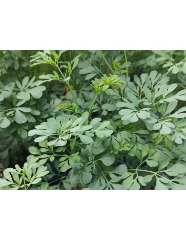 Weinraute (Ruta graveolens) – Kräuter-/Gemüsepflanze (Produktfoto)