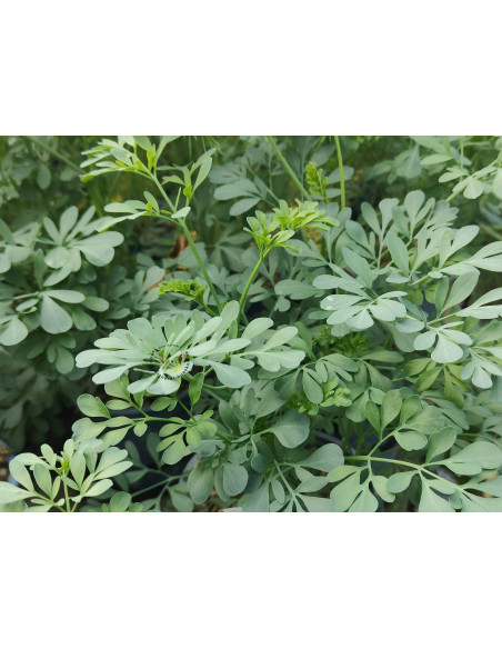 Weinraute (Ruta graveolens) – Kräuter-/Gemüsepflanze (Produktfoto)