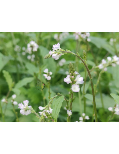 Echtes Eisenkraut, Verbena officinalis Heilpflanze Produktfoto