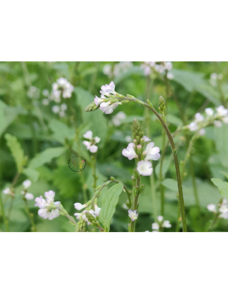 Echtes Eisenkraut, Verbena officinalis Heilpflanze Produktfoto