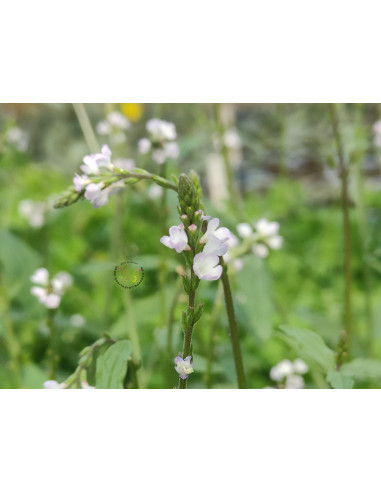 Echtes Eisenkraut, Verbena officinalis – Heimische Wildpflanze | Gärtnerei Hüskes