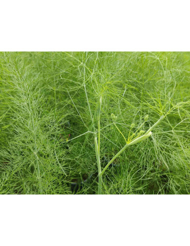 Fenchel, (Foeniculum vulgare) – Kräuter-/Gemüsepflanze (Produktfoto)