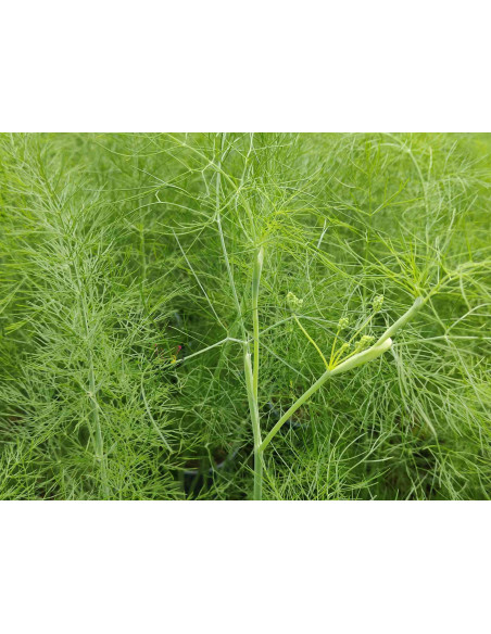 Fenchel, (Foeniculum vulgare) – Kräuter-/Gemüsepflanze (Produktfoto)