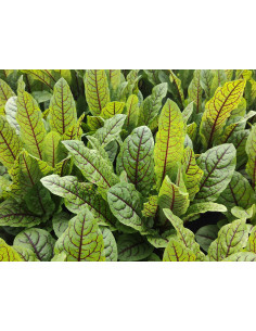 Blutampfer – Kräuter-/Gemüsepflanze (Produktfoto)