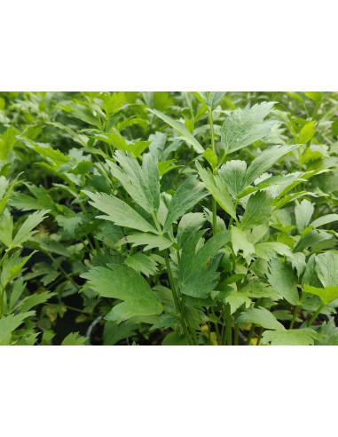 Liebstock (Levisticum officinale) – Kräuter-/Gemüsepflanze (Produktfoto)