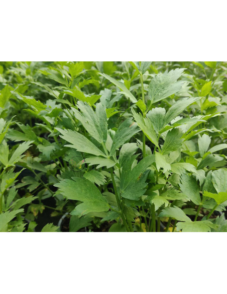 Liebstock (Levisticum officinale) – Kräuter-/Gemüsepflanze (Produktfoto)