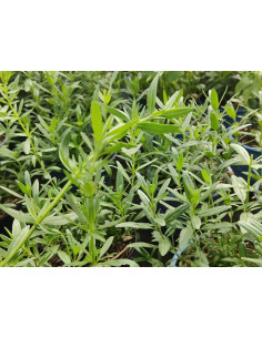 Estragon, Artemisia dracunculus Produktfoto
