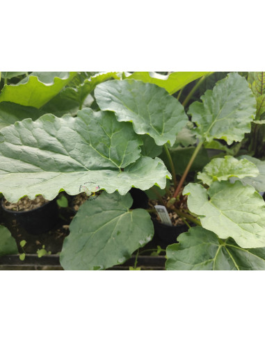 Rhababer Rheum rhabarbarum 'Canada Red' Produktfoto