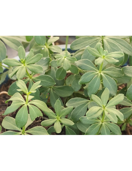 Waldmeister, Galium odoratum – Heimische Wildpflanze | Gärtnerei Hüskes
