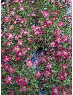 Moos-Steinbrech Saxifraga x arendsii – Pflanze (Produktfoto)