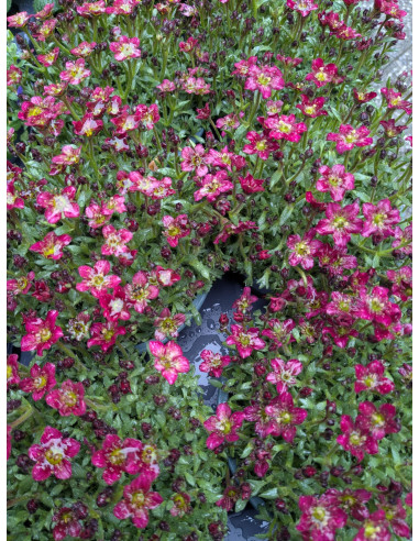 Moos-Steinbrech Saxifraga x arendsii – Pflanze (Produktfoto)