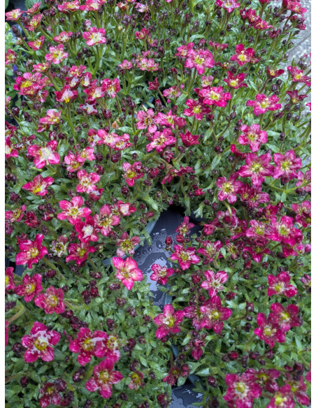 Moos-Steinbrech Saxifraga x arendsii – Pflanze (Produktfoto)