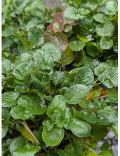 Winterkresse Barbarakraut, Barbarea vulgaris - Produktfoto