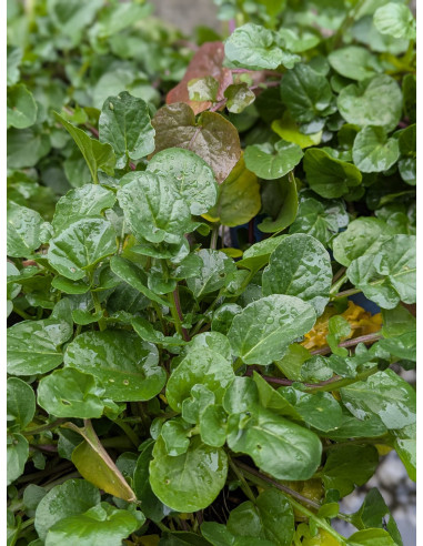 Winterkresse Barbarakraut, Barbarea vulgaris - Produktfoto