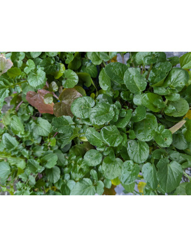 Barbarakraut (Barbarea vulgaris): Frühe Nektarquelle - Heimische Wildstaude Gärtnerei Hüskes