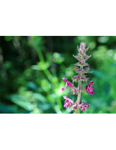 Wald-Ziest, Stachys sylvatica Heimische Wildstaude, Produktfoto