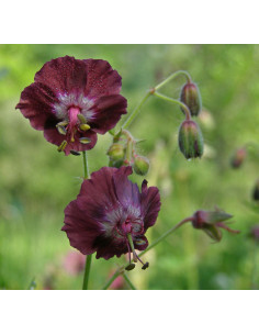 Brauner Storchenschnabel, Geranium phaeum - Heimische Wildstaude Produktfoto