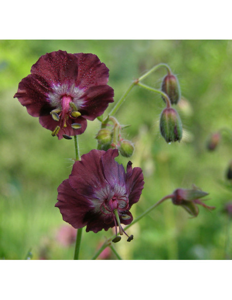 Brauner Storchenschnabel, Geranium phaeum - Heimische Wildstaude Produktfoto