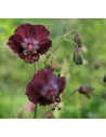 Brauner Storchenschnabel, Geranium phaeum - Heimische Wildstaude Produktfoto