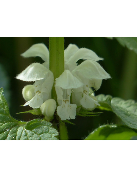 Weiße Taubnessel, Lamium album. Heimische Wildstaude Produktfoto