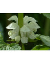 Weiße Taubnessel, Lamium album. Heimische Wildstaude Produktfoto