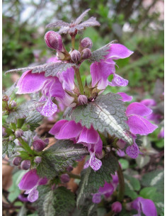 Gefleckte Taubnessel, Lamium maculatum Heimische Wildstaude - Produktfoto