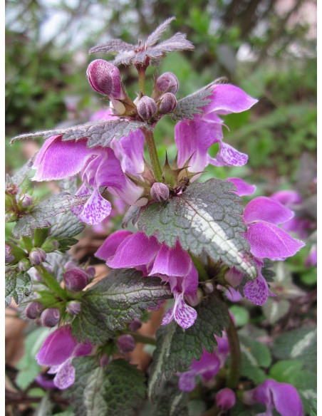 Gefleckte Taubnessel, Lamium maculatum Heimische Wildstaude - Produktfoto