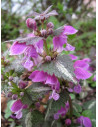 Gefleckte Taubnessel, Lamium maculatum Heimische Wildstaude - Produktfoto