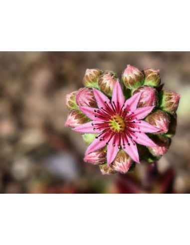 Spinnweb-Hauswurz, Sempervivum arachnoideum Heimische Wildstaude Produktfoto