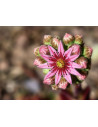 Spinnweb-Hauswurz, Sempervivum arachnoideum Heimische Wildstaude Produktfoto